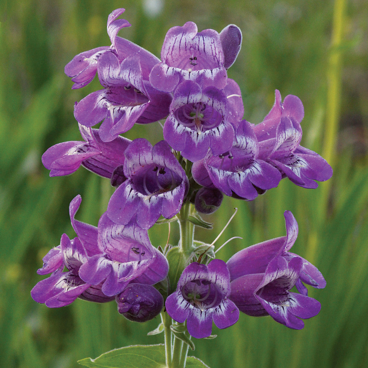 Lila beardtongue blume samen for anpflanzung seasonal bloomer heirloom & gmo free samen for home garten 
 
 sale samen for home garten anpflanzung