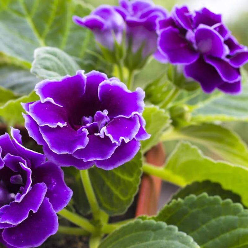 Sinningia blume samen for anpflanzung compact growth heirloom & gmo free samen for home garten 
 
 sale samen for home garten anpflanzung