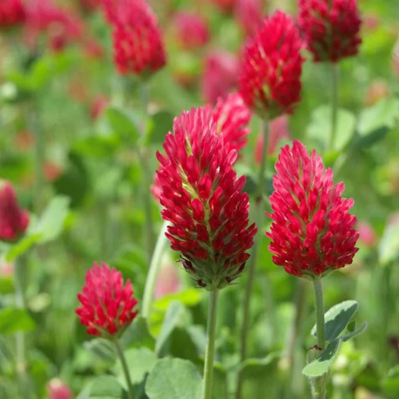 Crimson blume samen for anpflanzung colorful display heirloom & gmo free samen for home garten 
 
 sale for anpflanzung in home garten