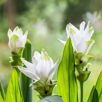 Curcuma longa blume samen for anpflanzung bright blooms heirloom & gmo free samen for home garten
 
 sale samen for home garten anpflanzung