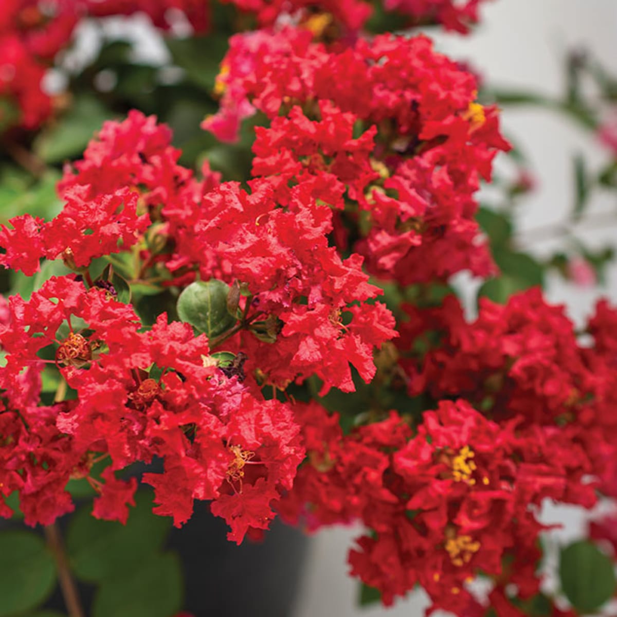 Lagerstroemia blume samen for anpflanzung shade tolerant heirloom & gmo free samen for home garten 
 
 sale for anpflanzung in home garten