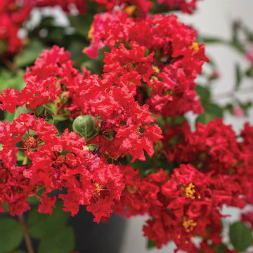 Lagerstroemia blume samen for anpflanzung shade tolerant heirloom & gmo free samen for home garten 
 
 sale for anpflanzung in home garten