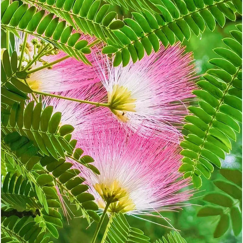 Albizia blume samen for anpflanzung colorful display heirloom & gmo free samen for home garten
sale samen for home garten anpflanzung