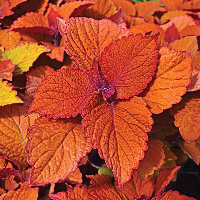 Deep orange coleus blume samen for anpflanzung colorful display heirloom & gmo free samen for home garten 
 
 sale samen for home garten anpflanzung
