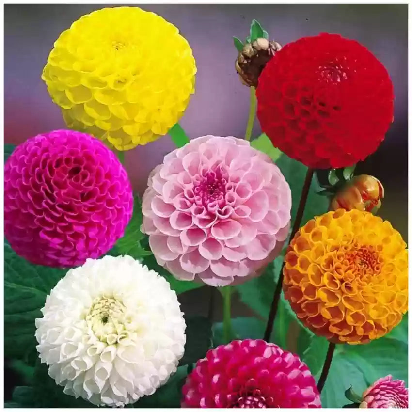 Dahlia blume samen for anpflanzung compact growth heirloom & gmo free samen for home garten 
 
 sale samen for home garten anpflanzung
