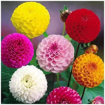 Dahlia blume samen for anpflanzung compact growth heirloom & gmo free samen for home garten 
 
 sale samen for home garten anpflanzung