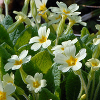 Primula blume samen for anpflanzung garten favorite heirloom & gmo free samen for home garten 
 
 sale samen for home garten anpflanzung