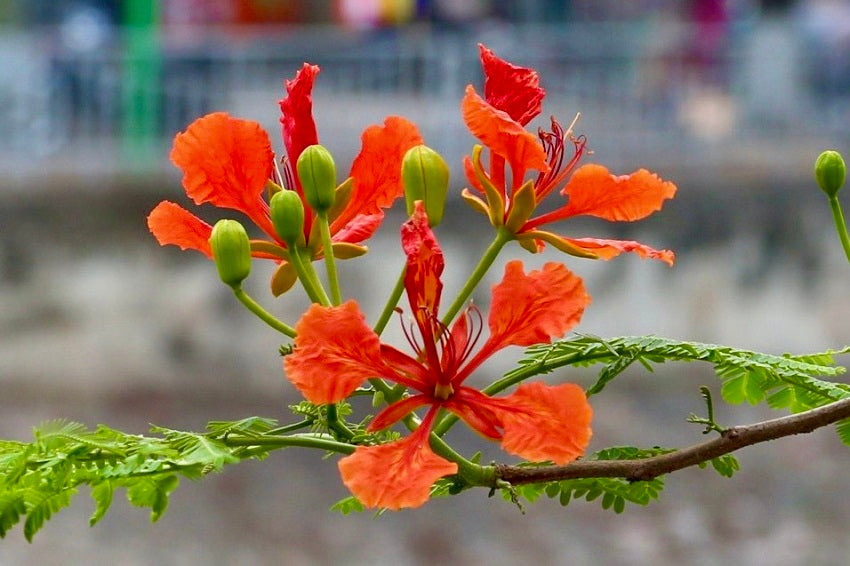 Phoenix blume samen for anpflanzung wildflower mix heirloom & gmo free samen for home garten 
 
 sale samen for home garten anpflanzung