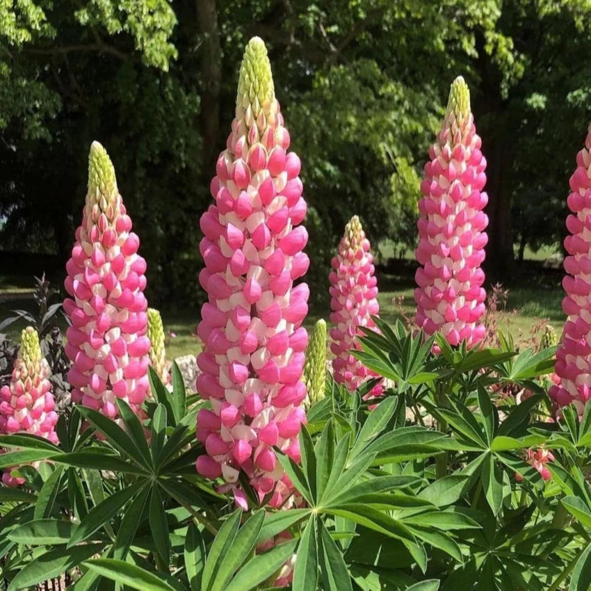 Rosa lupine popsicle blume samen for anpflanzung compact growth heirloom & gmo free samen for home garten 
 
 sale samen for home garten anpflanzung