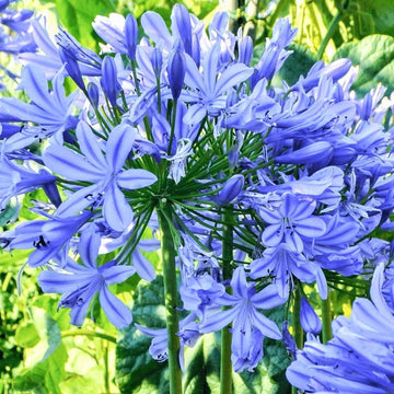 Blau agapanthus blume samen for anpflanzung vibrant colors heirloom & gmo free samen for home garten 
 
 sale samen for home garten anpflanzung