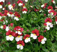 Nemesia strumosa blume samen for anpflanzung shade tolerant heirloom & gmo free samen for home garten 
 
 sale samen for home garten anpflanzung