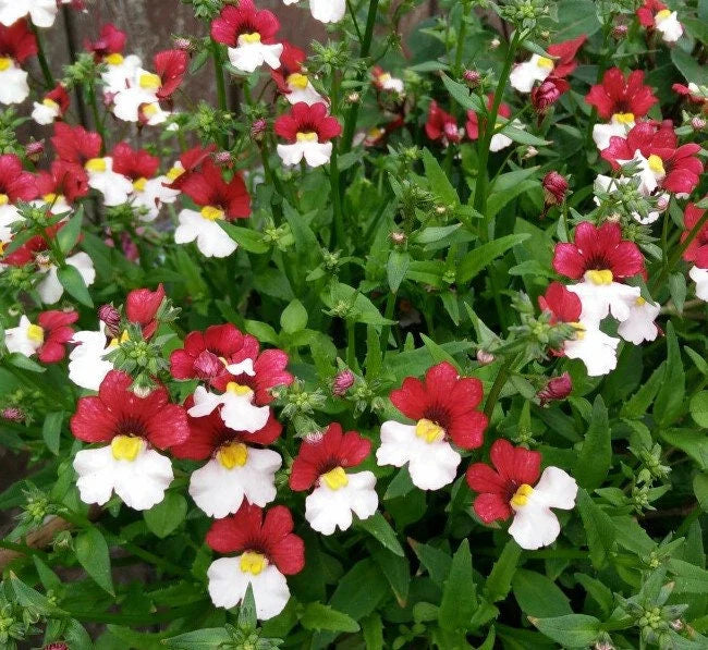 Nemesia strumosa blume samen for anpflanzung shade tolerant heirloom & gmo free samen for home garten 
 
 sale samen for home garten anpflanzung