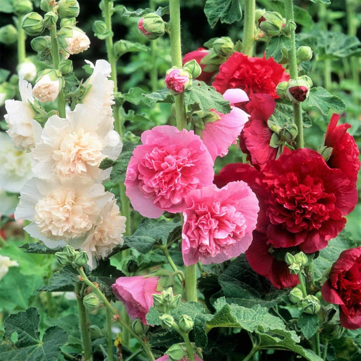 Hollyhock carnival blume samen for anpflanzung sun loving heirloom & gmo free samen for home garten 
 
 sale for anpflanzung in home garten