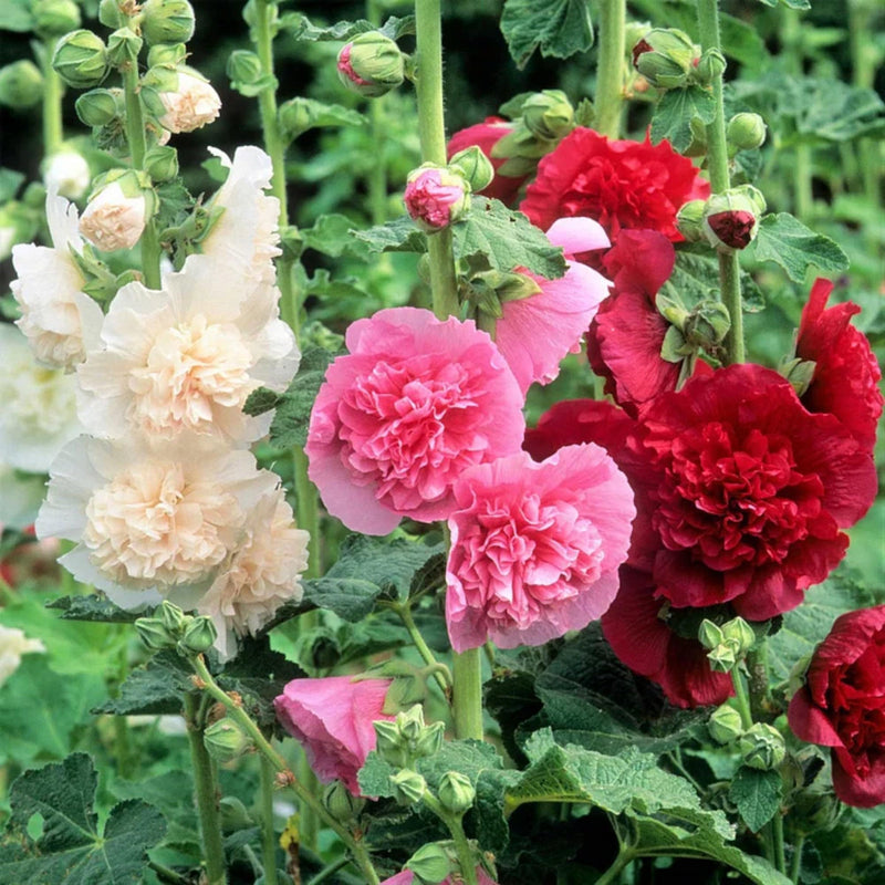 Hollyhock carnival blume samen for anpflanzung sun loving heirloom & gmo free samen for home garten 
 
 sale for anpflanzung in home garten