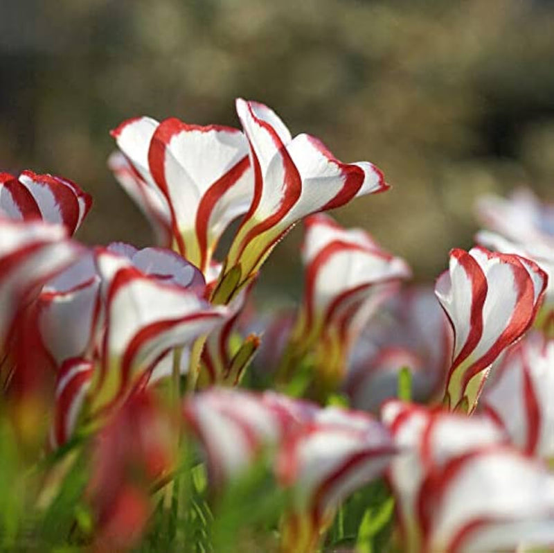 Rot weiß candy cane blume samen for anpflanzung - wildflower mix, heirloom & gmo free samen for home garten
 
 sale samen for anpflanzung in home garten
