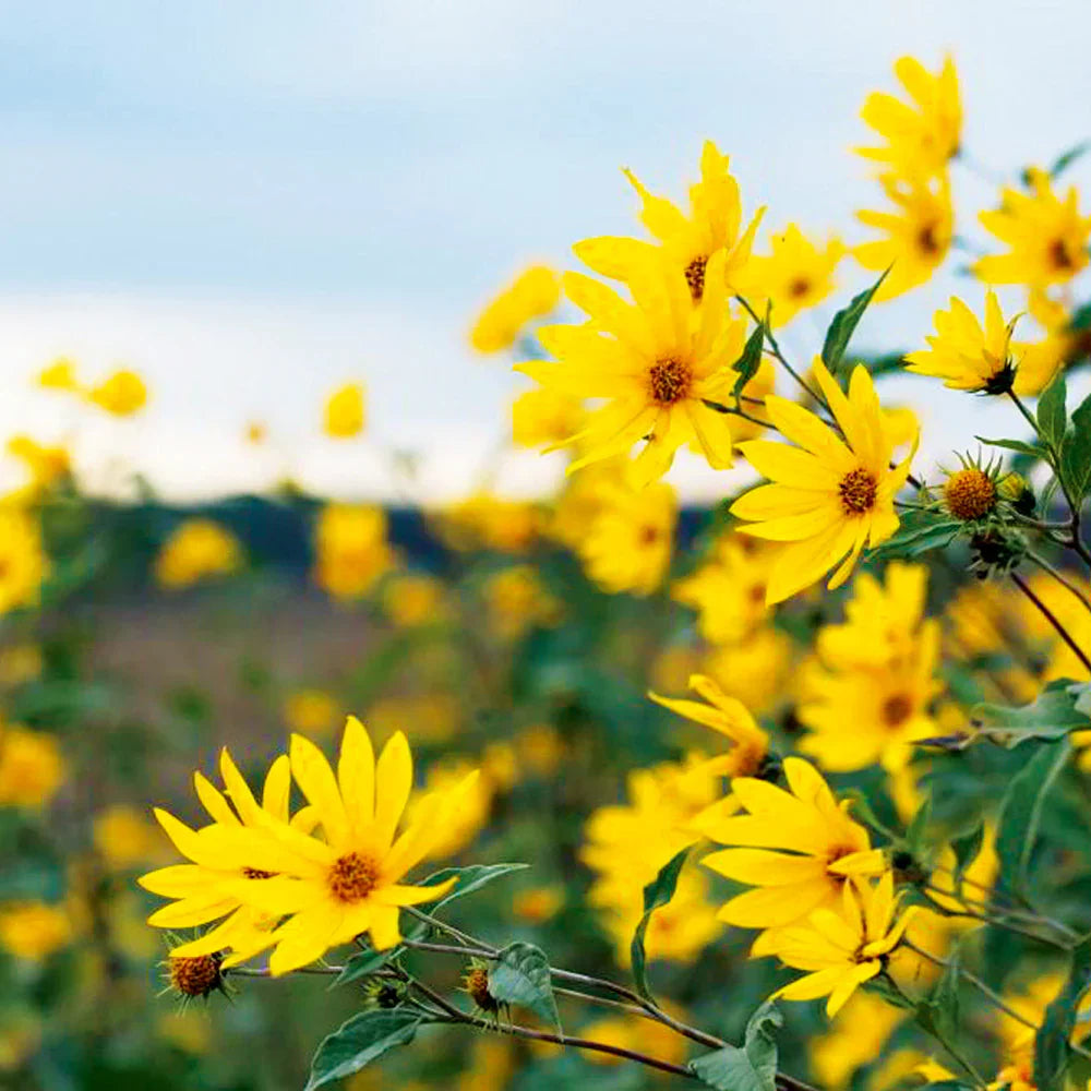 Gelb heliopsis blume samen for anpflanzung garten favorite heirloom & gmo free samen for home garten 
 
 sale samen for home garten anpflanzung