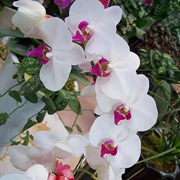 Butterfly orchid blume samen for anpflanzung - cut blume favorite, heirloom & gmo free samen for home garten
 
 sale for anpflanzung in home garten.