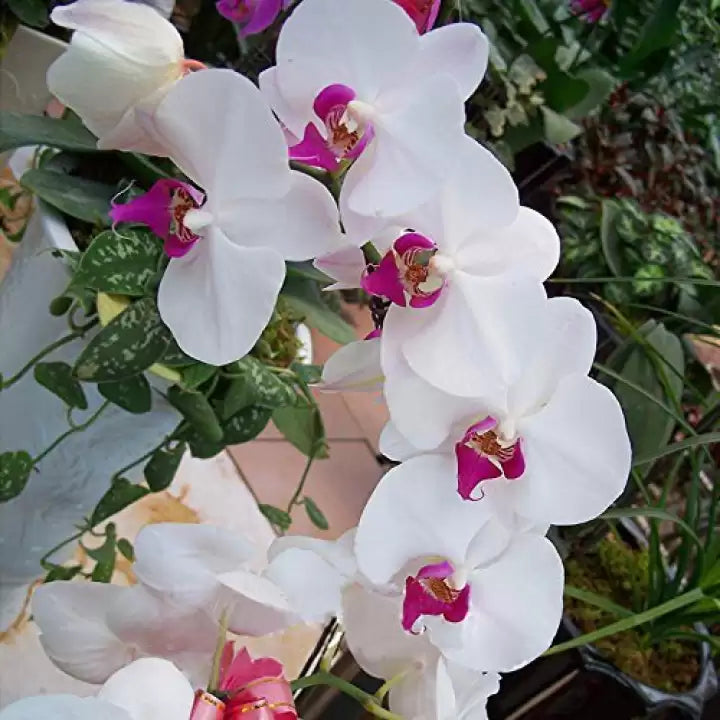 Butterfly orchid blume samen for anpflanzung - cut blume favorite, heirloom & gmo free samen for home garten
 
 sale for anpflanzung in home garten.