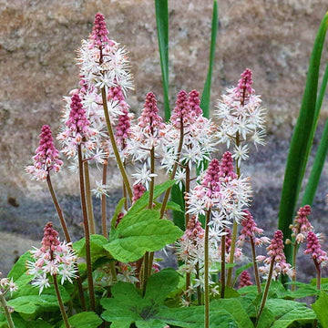 Rosa weiß tiarella blume samen for anpflanzung - long bloom season, heirloom & gmo free samen for home garten
 
 sale samen for anpflanzung in home garten