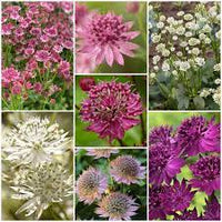 Mixed astrantia blume samen for anpflanzung - colorful display, heirloom & gmo free samen for home garten
 
 sale samen for anpflanzung in home garten