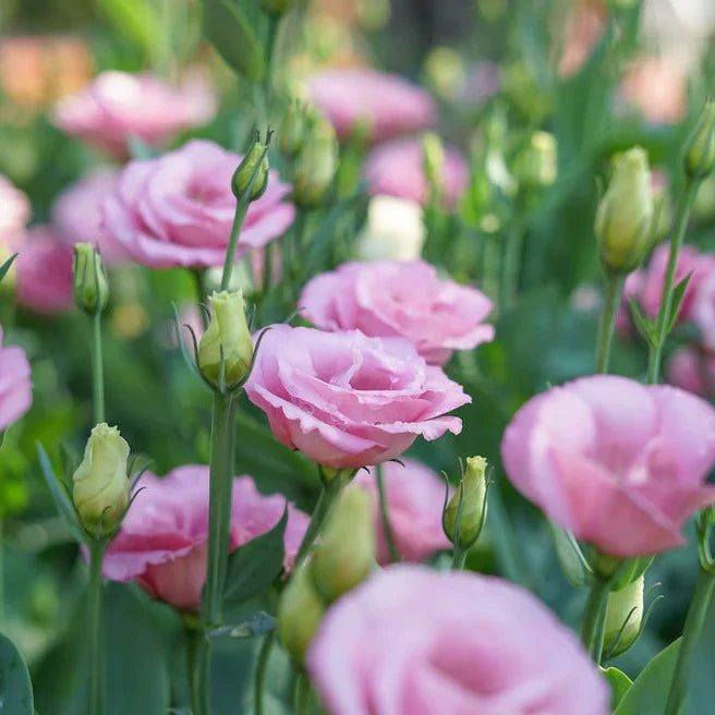 Rosa lisianthus blume samen for anpflanzung compact growth heirloom & gmo free samen for home garten
 
 sale samen for home garten anpflanzung