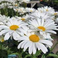 Weiß leucanthemum blume samen for anpflanzung - drought tolerant, heirloom & gmo free samen for home garten
 
 sale samen for anpflanzung in home garten