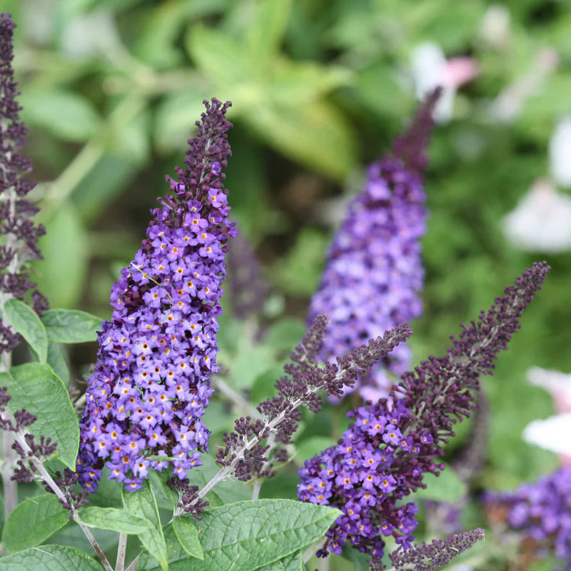 Buddleia davidii blume samen for anpflanzung easy to grow heirloom & gmo free samen for home garten 
 
 sale samen for home garten anpflanzung