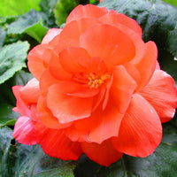 Light orange camellia blume samen for anpflanzung - seasonal bloomer, heirloom & gmo free samen for home garten
 
 sale for anpflanzung in home garten