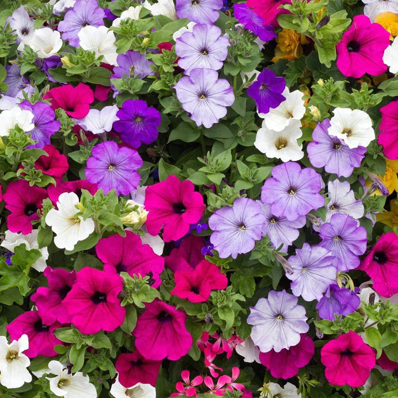 Mixed laura blume samen for anpflanzung wildflower mix heirloom & gmo free samen for home garten 
 
 sale samen for home garten anpflanzung