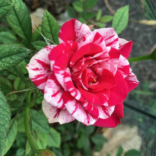 Rot and weiß rose blume samen for anpflanzung fragrant blossoms heirloom & gmo free samen for home garten 
 
 sale samen for home garten anpflanzung