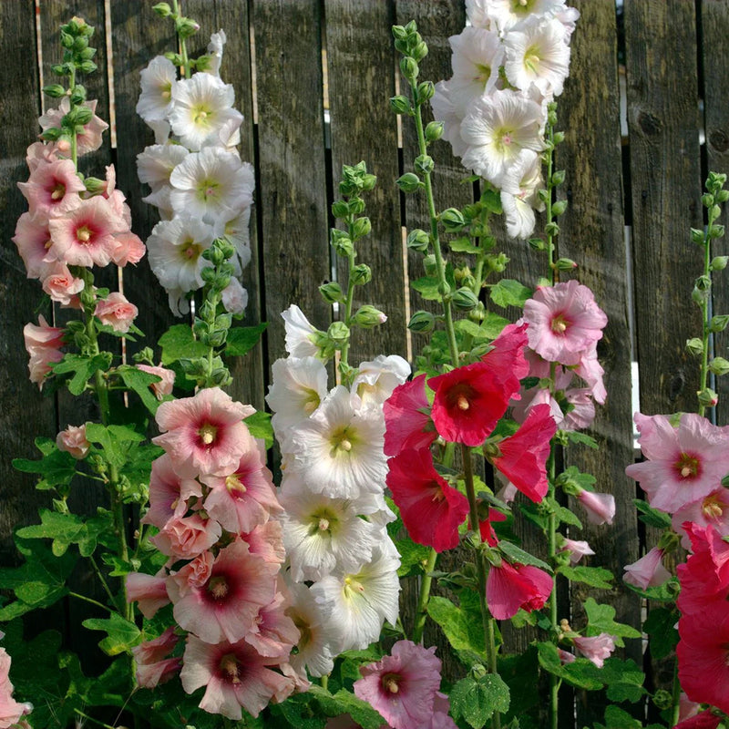 Hollyhock blume samen for anpflanzung pollinator friendly heirloom & gmo free samen for home garten
 
 sale samen for home garten anpflanzung