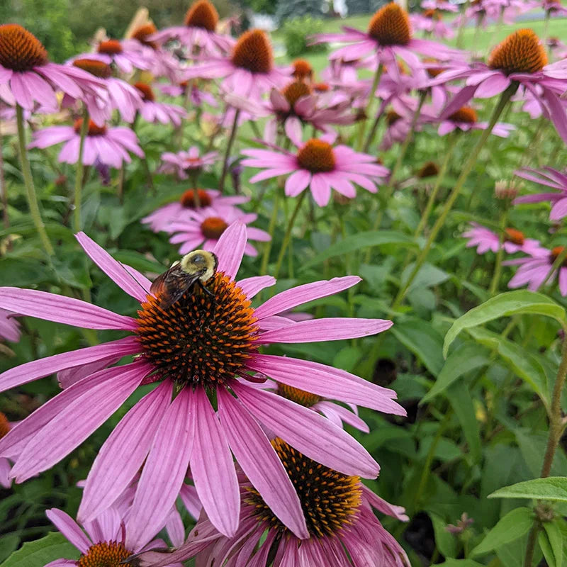 Coneflower samen for anpflanzung hardy variety heirloom & gmo free samen for home garten 
 
 sale samen for home garten anpflanzung