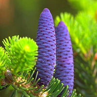 Lila abies blume samen for anpflanzung - compact growth, heirloom & gmo free samen for home garten
 
 sale for anpflanzung in home garten