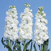 Weiß evening stock blume samen for anpflanzung - fragrant blossoms, heirloom & gmo free samen for home garten
 
 sale samen for anpflanzung in home garten