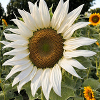 Weiß sunflower blume samen for anpflanzung - seasonal bloomer, heirloom & gmo free samen for home garten
 
 sale samen for home garten