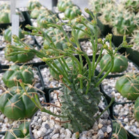 Euphorbia spiralis blume samen for anpflanzung colorful display heirloom & gmo free samen for home garten 
 
 sale samen for home garten anpflanzung