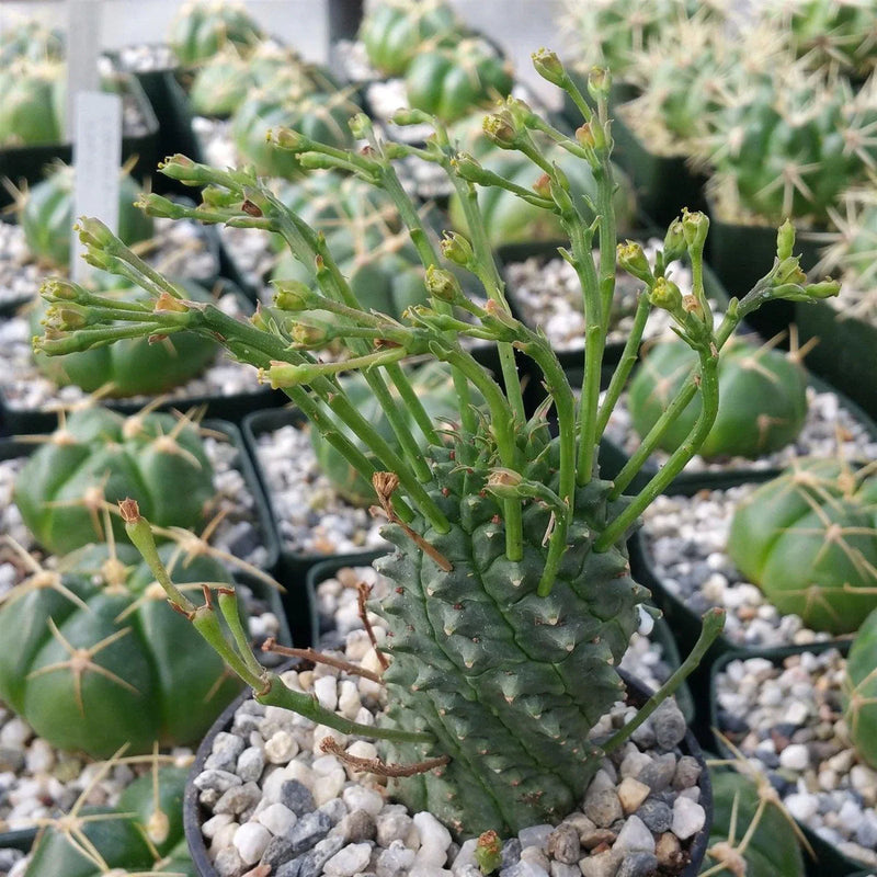Euphorbia spiralis blume samen for anpflanzung colorful display heirloom & gmo free samen for home garten 
 
 sale samen for home garten anpflanzung