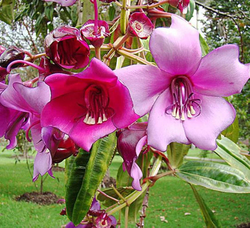 Meriania nobilis blume samen for anpflanzung garten favorite heirloom & gmo free samen for home garten 
 
 sale for anpflanzung in home garten