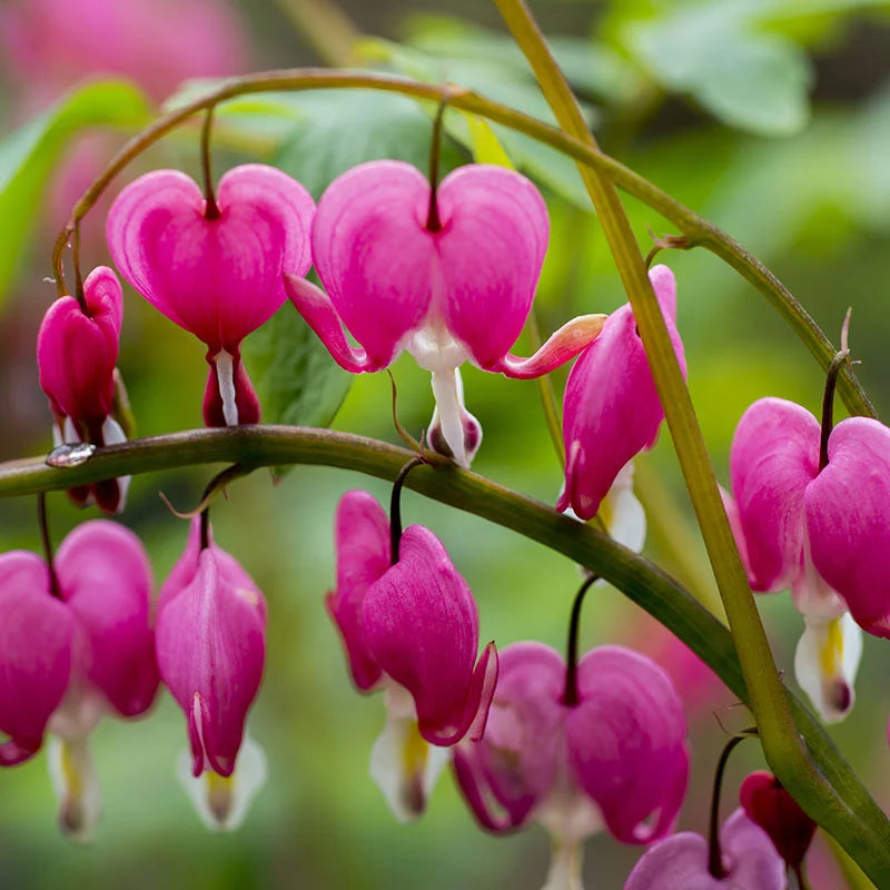 Bleeding heart blume samen for anpflanzung wildflower mix heirloom & gmo free samen for home garten 
 
 sale samen for home garten anpflanzung