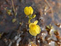Gelb utricularia blume samen for anpflanzung - easy to grow, heirloom & gmo free samen for home garten
 
 sale samen for anpflanzung in home garten
