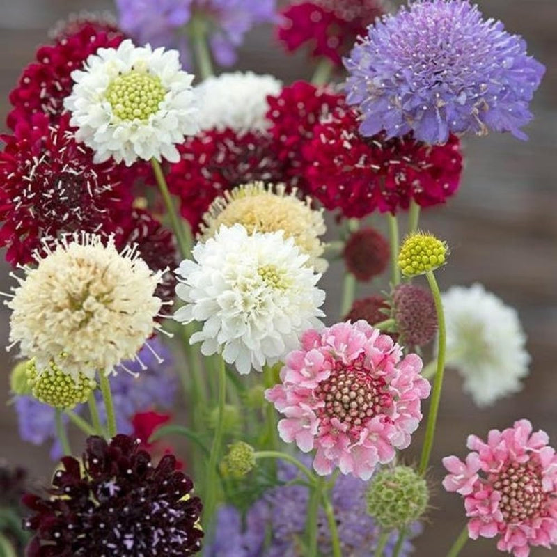 Pincushion blume samen for anpflanzung cottage garten essential heirloom & gmo free samen for home garten
sale for anpflanzung in home garten