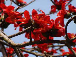 Ceiba blume samen for anpflanzung - shade tolerant, heirloom & gmo free samen for home garten
 
 sale samen for anpflanzung in home garten