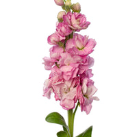 Light rosa matthiola blume samen for anpflanzung - colorful display, heirloom & gmo free samen for home garten
 
 sale samen for anpflanzung in home garten