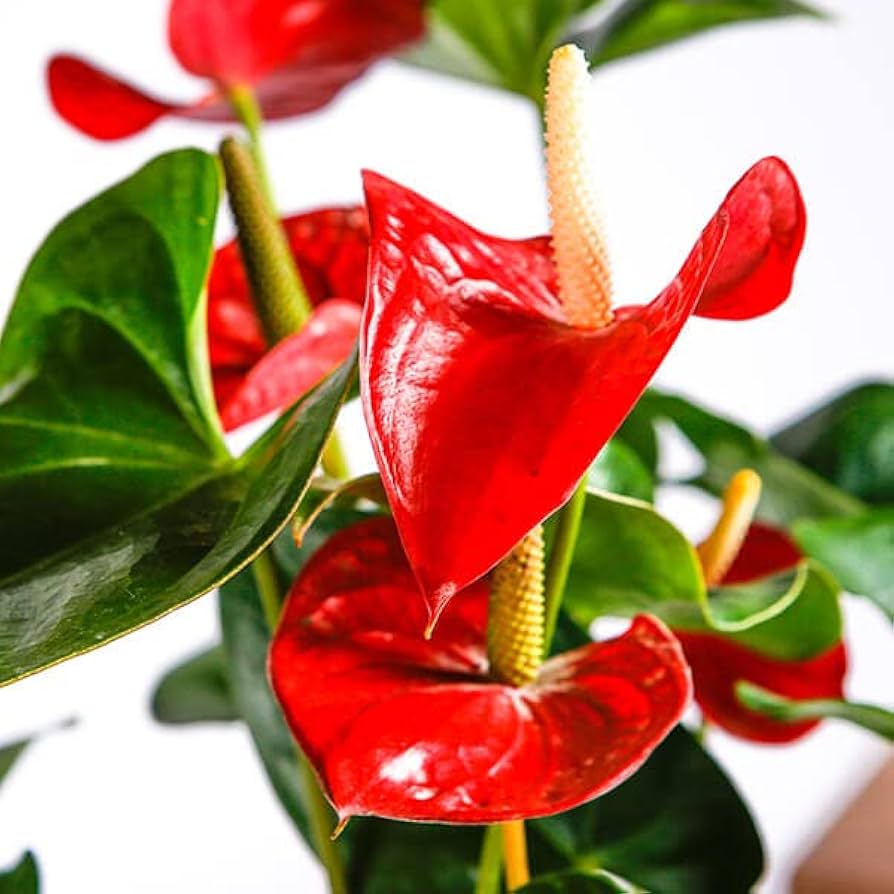 Anthurium blume samen for anpflanzung drought tolerant heirloom & gmo free samen for home garten 
 
 sale for anpflanzung in home garten
