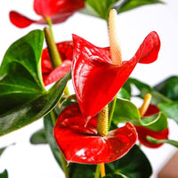 Anthurium blume samen for anpflanzung drought tolerant heirloom & gmo free samen for home garten 
 
 sale for anpflanzung in home garten