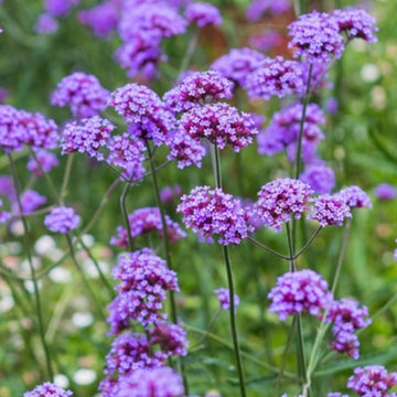 Verbena blume samen for anpflanzung drought tolerant heirloom & gmo free samen for home garten 
 
 sale samen for home garten anpflanzung