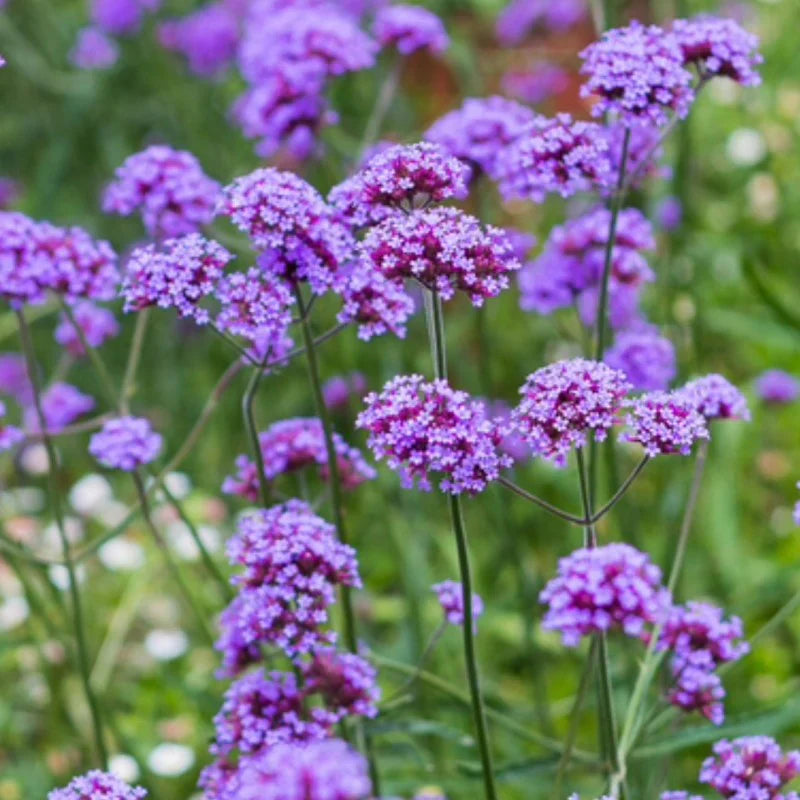 Lila Eisenkraut Blumensamen zur Aussaat Wildblume Mischung Traditionssorte & ohne Gentechnik Samen Hausgarten