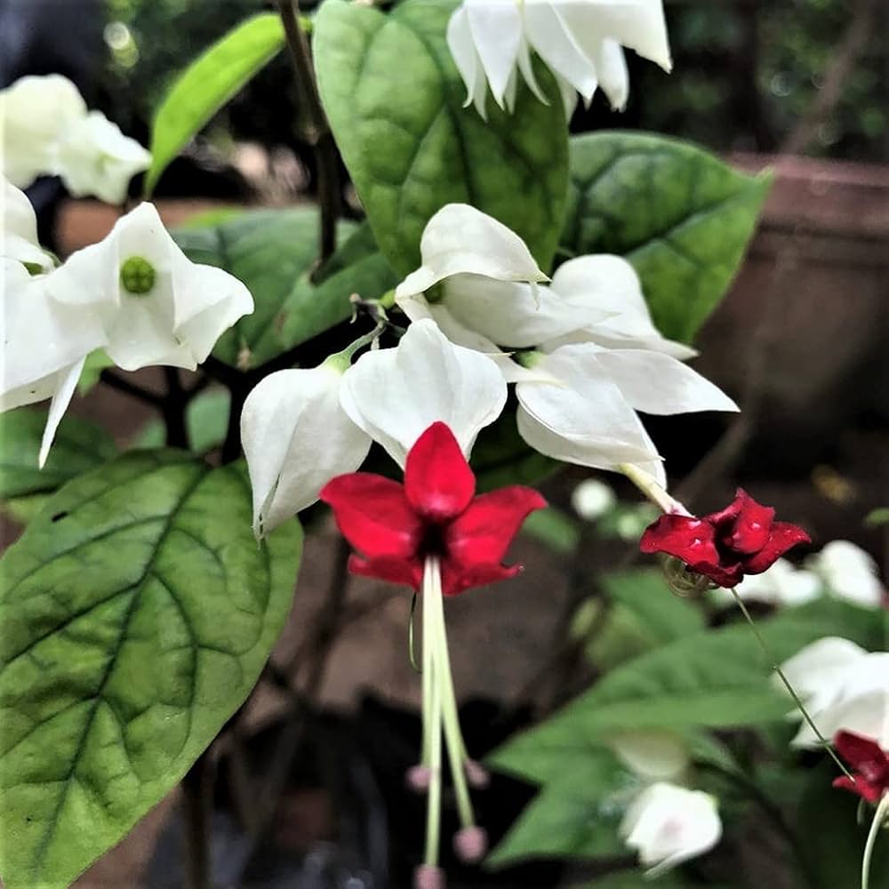 Clerodendrum blume samen for anpflanzung wildflower mix heirloom & gmo free samen for home garten 
 
 sale samen for home garten anpflanzung