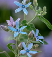 Rare tweedia blume samen for anpflanzung - drought tolerant, heirloom & gmo free samen for home garten
 
 sale samen for anpflanzung in home garten
