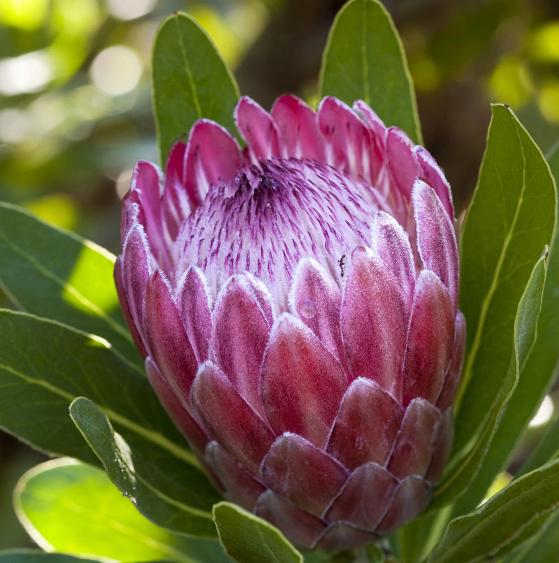 Rosa protea blume samen for anpflanzung - pollinator friendly, heirloom & gmo free samen for home garten
 
 sale for anpflanzung in home garten